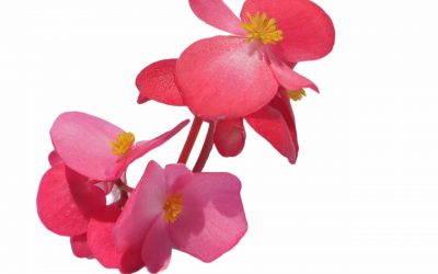 flores-comestibles-georganica-Begonia
