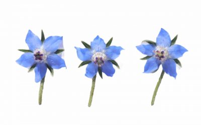 flores-comestibles-georganica-Borraja. flor estrella