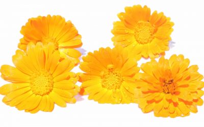 flores-comestibles-georganica-Caléndula