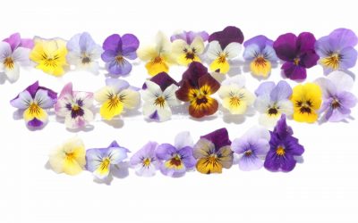 flores-comestibles-georganica-Pensamiento petite