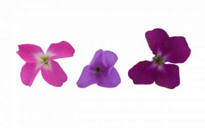 flores-comestibles-georganica-alhelí-chico-ok