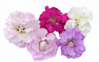 flores-comestibles-georganica-alhelí grande