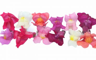 flores-comestibles-georganica-Boca de dragón