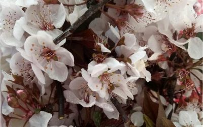 flores-comestibles-georganica-Cerezo-ok