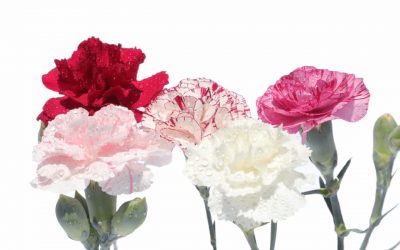 flores-comestibles-georganica-Clavel