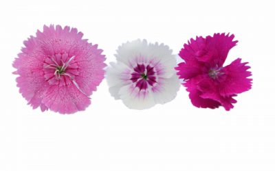 flores-comestibles-georganica-Clavelina