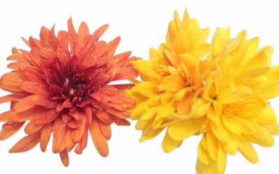 flores-comestibles-georganica-Crisantemo grande