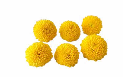 flores-comestibles-georganica-Crisantemo petite