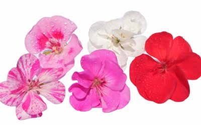 flores-comestibles-georganica-Geranio