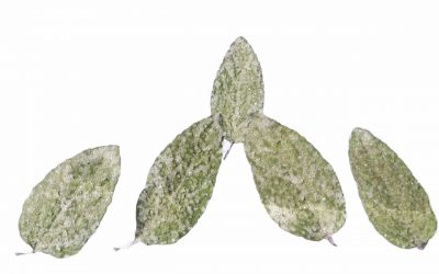 flores-comestibles-georganica-Hoja de menta dulce