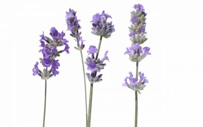 flores-comestibles-georganica-Lavanda francesa