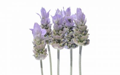 flores-comestibles-georganica-Lavanda viridis