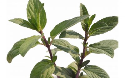 flores-comestibles-georganica-Menta-ok