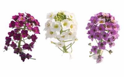 flores-comestibles-georganica-Panalillo