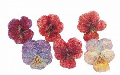 flores-comestibles-georganica-Pensamiento petite enchilado