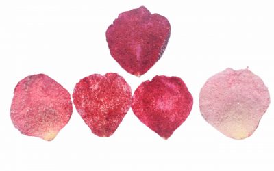 flores-comestibles-georganica-Pétalos de rosa enchilados