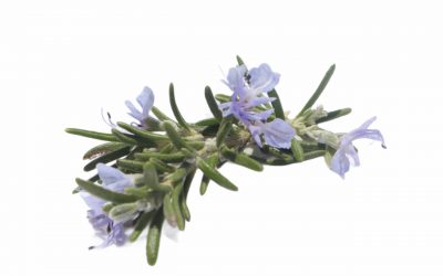 flores-comestibles-georganica-Romero