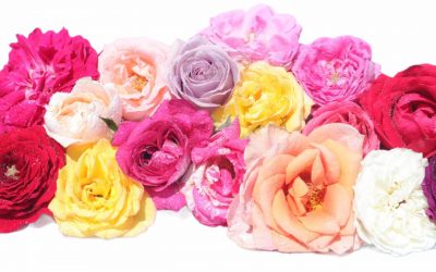 flores-comestibles-georganica-Rosa grande