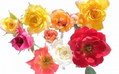 flores-comestibles-georganica-Rosa petite