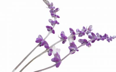 flores-comestibles-georganica-Salvia
